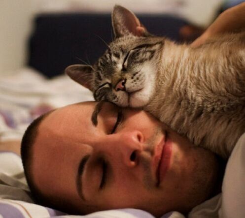 dormir avec un chat comme cause d'infestation parasitaire